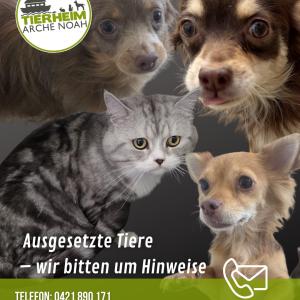 ❗️Ausgesetzte Tiere der letzten zwei Tage❗️

Am gestrigen Tag, dem 23.05., wurden gegen ca. 7:30 Uhr drei Chihuahuas an der B75 bei 27367 Stuckenborstel aufgefunden. Eine der H&uuml;ndinnen, &bdquo;Mandy&ldquo;, ist tragend. Ob die andere H&uuml;ndin ebenfalls tragend ist, wird zeitnah tier&auml;rztlich abgekl&auml;rt. Die Hunde haben von uns die Namen Candy, Mandy und Andy bekommen. 

Nach aktuellem Stand ist davon auszugehen, dass urspr&uuml;nglich insgesamt acht Hunde vermutlich ausgesetzt wurden. F&uuml;nf weitere Chihuahuas sollen inzwischen von anderen Vereinen aufgenommen worden sein, da sie au&szlig;erhalb unseres Einzugsgebietes gefunden wurden. Diese Informationen wurden aber noch nicht vollends best&auml;tigt. 

Auff&auml;llig ist, dass es sich sehr wahrscheinlich um Tiere aus derselben Herkunft handelt wie bei den Chihuahua-Welpen, die bereits vor etwa einem Jahr als ausgesetzte Hunde bei uns aufgenommen wurden. Generell f&auml;llt auf, dass im n&auml;heren Umkreis immer wieder Chihuahuas ausgesetzt werden.

Hat jemand im Bereich Stuckenborstel/B75 etwas Auff&auml;lliges beobachtet oder kann Angaben zu den Tieren beziehungsweise m&ouml;glichen Haltern machen?

Weiterer Fundfall

Au&szlig;erdem wurde heute Morgen gegen ca. 05:30 Uhr ein unkastrierter Kater in einer Transporttasche in einem Bushaltestellenh&auml;uschen an der Gr&uuml;nen Stra&szlig;e in Varrel, 28816 Stuhr gefunden.

Es befand sich keinerlei Hinweis oder Nachricht bei dem Tier. Der Kater hat von uns den Namen Champ bekommen.

??Das Aussetzen von Tieren ist gem&auml;&szlig; &sect; 3 Tierschutzgesetz verboten und kann den Straftatbestand der Tierqu&auml;lerei nach &sect; 17 Tierschutzgesetz erf&uuml;llen. Wer Tiere aussetzt, muss mit einer Geldstrafe oder einer Freiheitsstrafe von bis zu drei Jahren rechnen.

?Wer kann Angaben zu den Tieren machen?
Bitte melden Sie sich direkt bei uns im Tierheim unter: 0421 890 171 oder th-arche-noah@bmt-tierschutz.de