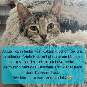 Liebe Katzenkuschler*innen,

Leider müssen wir das Katzenkuscheln für einige Zeit aussetzen. Bei unseren Katzen geht eine Magen-Darm-Erkrankung um, die sich leider sehr leicht verbreitet. 
Um unsere Katzen zu schützen, können wir daher im Moment niemanden in die Zimmer lassen. Erst nach unserem Tierheim-Fest am 21./22. September wollen wir uns die Situation dazu wieder ansehen. Wir hoffen, dass ihr Verständnis habt.