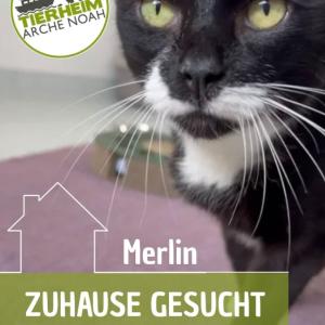 Zuhause gesucht f&uuml;r unseren lieben Merlin ??&zwj;♂️

Merlin kam gemeinsam mit Mona als Abgabekatze zu uns ins Tierheim.
Der h&uuml;bsche Kater ist ein wahrer Schatz: aufgeschlossen, unglaublich lieb und sehr verschmust. Zwar braucht er einen kleinen Moment, um neue Menschen kennenzulernen, doch sobald das Eis gebrochen ist, genie&szlig;t er jede Streicheleinheit in vollen Z&uuml;gen. ❤️
Bei Merlin wurde FIV, sogenanntes Katzenaids festgestellt, weshalb er ausschlie&szlig;lich als Wohnungskatze vermittelt wird. Ein gesicherter Balkon oder eine &auml;hnliche M&ouml;glichkeit zum sicheren Frischluftgenuss ist f&uuml;r seine Vermittlung Voraussetzung.

Au&szlig;erdem hat Merlin Asthma und ben&ouml;tigt einmal t&auml;glich sein Asthmaspray. Das macht er ganz vorbildlich und problemlos mit. ??
F&uuml;r Merlin w&uuml;nschen wir uns ein ruhiges Zuhause ohne andere Katzen, in dem er die volle Aufmerksamkeit seiner Menschen genie&szlig;en darf.
Wer schenkt diesem verschmusten Herzenskater die zweite Chance, die er so sehr verdient? ?❤️