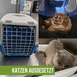 KATZEN AUSGESETZT

2 unkastrierte Kater
Beide nicht gekennzeichnet 
„Stormy und Cloudy“ wurden am 23.10.24 in der Transportbox an der Straße vor dem Ikea Lager in 28816 Stuhr gefunden.
Dabei wurde der auf dem Bild zu sehende Transportkorb verwendet.

ℹ️ Das Aussetzen von Tieren ist gemäß § 3 Tierschutzgesetz verboten und kann den Straftatbestand der Tierquälerei nach § 17 Tierschutzgesetz erfüllen. Wer ein Tier aussetzt, muss mit einer Geldstrafe oder einer Freiheitsstrafe von bis zu drei Jahren rechnen.

Wer Hinweise zu den ausgesetzten Katzen geben kann, wird gebeten, sich direkt mit dem Tierheim in Verbindung zu setzen: 
Telefon: 0421 890 171 
E-Mail: th-arche-noah@bmt-tierschutz.de

Wir verstehen, dass dieser Vorfall starke Emotionen hervorruft, bitten jedoch darum, von verurteilenden Kommentaren abzusehen.