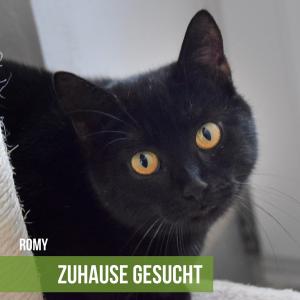 In der Antike galten schwarze Katzen in Ägypten als heilig, weil man glaubte, sie seien Schutztiere des Hauses und böse Geister vertreiben könnten. Heute sind sie vielleicht einfach nur die coolen „Ninjas“ unter den Katzen – unauffällig, elegant und immer ein bisschen mysteriös!

Auch unsere Romy hat eine ganz besondere Ausstrahlung. Sie ist eine zuckersüße Fast-Seniorin, und mit ihren geschätzten 9 Jahren ist sie eigentlich noch im besten Alter.
Romy ist verschmust, zutraulich und hat auch immer mal wieder lustige Minuten, die ihr ein Lächeln entlocken werden. Leider hatte sie vor ihrer Ankunft bei uns Katzenschnupfen, der chronisch geworden ist. Zum Glück bereitet ihr das wenig Probleme – ein leicht nasales Atemgeräusch ist das einzige Symptom.

Andere Katzen möchte Romy nicht unbedingt im neuen Zuhause haben; das liegt weniger an ihrem Schnupfen als daran, dass sie lieber als Einzelprinzessin regiert. Für die süße Mieze suchen wir ein liebevolles Zuhause mit Freigang, wo sie ihre Zuneigung und besonderen Charme voll entfalten kann.

#zuhausegesucht #romy 

Lust auf ein Treffen?
Hast du Fragen zu Romy? Ruf uns gerne an – wir sind Montag bis Freitag von 10:00 bis 13:00 Uhr für dich erreichbar – oder schreibe uns eine E-Mail. Wir freuen uns auf dich!

Unterstützung durch eine Spende:
Wenn du uns unterstützen möchtest, freuen wir uns über jede kleine Spende, die uns hilft, unsere Schützlinge bestmöglich zu versorgen:

PayPal: th-arche-noah@bmt-tierschutz.de
Banküberweisung:
Bank: Kreissparkasse Syke
IBAN: DE44 2915 1700 1130 0029 57
BIC: BRLADE21SYK

Vielen Dank für deine Unterstützung!❤️