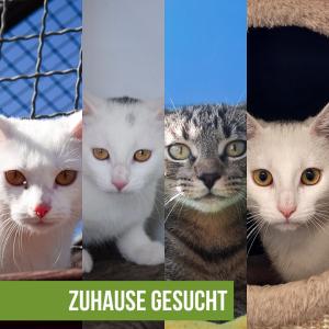 Bauernhofkatzen suchen ein Zuhause mit Geduld und ❤️!

Wir stellen vor: Sally, Smartie, Schmidtchen und ihre Mutter Sugar!

Diese vier Katzen kamen gemeinsam als Fundkatzen ins Tierheim. Sie stammen aus einer Umgebung, in der sie ohne engen Kontakt zu Menschen aufgewachsen sind und sind daher noch sehr scheu. Besonders Smartie zeigt jedoch bereits erste große Fortschritte. Mit ausreichend Zeit, Geduld und viel Einfühlungsvermögen könnten sie und ihre Geschwister eines Tages menschenbezogener werden.

Für Sally, Smartie, Schmidtchen und Sugar suchen wir ein Zuhause, das ihnen ausreichend Freiraum bietet. Optimal wäre ein ländliches Umfeld, in dem sie als Hofkatzen leben und sich frei bewegen können. Besonders schön wäre es, wenn Smartie und Sally zusammenbleiben könnten oder – im Idealfall – sogar alle vier gemeinsam vermittelt würden.❤️

Wichtige Informationen:
Unsere jungen Katzen leben derzeit in Gruppen, um ihre sozialen Fähigkeiten weiterzuentwickeln. Sally, Smartie und Schmidtchen sollten idealerweise zu einer bereits vorhandenen Katze im ähnlichen Alter vermittelt werden oder gemeinsam mit einem Geschwisterchen bzw. einem Partnertier ausziehen. Die Kastration der beiden Kätzinnen ist geplant, sobald sie etwa 8 bis 9 Monate alt sind, während Schmidtchen bereits etwas früher kastriert werden kann. Alle drei Katzen wünschen sich ein Zuhause mit Freigang, um draußen die Umgebung weiter erkunden zu können.