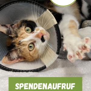 Spendenaufruf f&uuml;r Nala und Horst ❤️&zwj;?❕

Heute melden wir uns mit zwei medizinischen Notfellchen bei euch, die gerade auf eure Spendengelder angewiesen sind. 
Horst ist ein verschmuster, drei Jahre alter Kater, der als Kitten ins Tierheim kam, es aber auch schnell wieder verlassen durfte. Nun allerdings ist er zur&uuml;ck im Tierheim , da seine Halter*innen die medizinische Versorgung nicht mehr finanzieren konnten. Horst hatte vermutlich einen Unfall, bei dem er entweder in &Ouml;l oder eine andere Fl&uuml;ssigkeit gefallen war. Da die Fl&uuml;ssigkeit eine aggressive Reaktion ausgel&ouml;st hat, leidet Horst derzeit leider unter extremem Haarausfall. Nachdem er mehrere Tage in der Tierklinik Posthausen stabilisiert werden musste, versorgt unser Katzenteam ihn aktuell intensiv - waschen und eincremen stehen dabei an der Tagesordnung ?? 

Und auch Nala braucht aktuell nicht nur viele Streicheleineiten, sondern auch finanzielle Unterst&uuml;tzung. Vor einigen Wochen zog sie als Abgabekatze mit ihren Geschwistern Gismo und Lara zu uns. Die fr&ouml;hliche K&auml;tzin hatte sich bei einem Unfall das Bein gebrochen. Auch ihre Halterin konnte die Tierarztkosten nicht stemmen. Vor knapp zwei Wochen wurde sie schlie&szlig;lich operiert und muss sich seitdem mit einem dicken Verband ums F&uuml;&szlig;chen rumschlagen. Wir sind jedoch guter Dinge, dass sie sich schnell wieder erholt und sich den Tobereien ihrer Geschwister anschlie&szlig;en kann ??
 
OP, Klinikaufenthalt und tagt&auml;gliche medizinische Versorgung. All das ist sehr kostenintensiv und darum bitten wir um finanzielle Unterst&uuml;tzung, damit wir nicht nur den beiden, sondern in Zukunft noch vielen weiteren Tieren wortw&ouml;rtlich auf die Beine helfen k&ouml;nnen. An dieser Stelle m&ouml;chten wir auch noch darauf aufmerksam machen, dass es mittlerweile viele Anbieter f&uuml;r Kranken- und OP Versicherungen gibt. Zus&auml;tzlich sollte man als Haustierhalter*in immer einen Plan B haben f&uuml;r den Fall, dass man sich nicht mehr um das eigene Tier k&uuml;mmern kann. Denn obwohl wir unsere Tierheimtiere lebenslang wieder aufnehmen, sieht die ideale L&ouml;sung nat&uuml;rlich anders aus: Im gewohnten Umfeld, in einem Zuhause voller Sicherheit f&uuml;hlt sich ein Tier immer am wohls