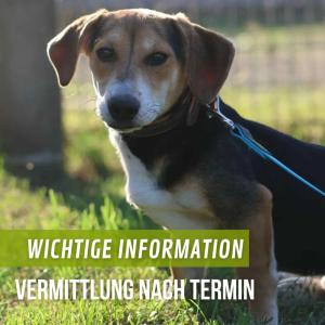 Wichtige Information - Vermittlung nach Termin
Ab Montag, 13.10.2025, müssen wir unsere “normalen” Öffnungszeiten aussetzen. Die Vermittlung unserer Tiere wird natürlich weiterlaufen, mit Terminabsprachen. 
 Bei Interesse an unseren Tieren bitten wir darum per Mail oder telefonisch einen Termin abzusprechen für das Kennenlernen. Der aktuelle Tierbestand, besonders bei den Katzen, ist enorm hoch. Wir betreuen 125 Katzen. Die hohe Anzahl bringt leider Probleme mit sich, denn Krankheiten breiten sich schnell aus. Um Besucher und die Tiere zu schützen wird die Vermittlung mit Terminen weitergeführt um gezielt vermitteln zu können.
Wir hoffen auf Verständnis. Wir tun dies um die Ausbreitung von Krankheiten zu verhindern und den Tierbestand so gesund wie möglich zu halten. 
Schaut gern auf unserer Webseite, welche Tiere wir in der Vermittlung haben. Meldet euch an für einen Termin.
Über das Kontaktformular auf der Webseite
Per Mail: Th-arche-noah@bmt-tierschutz.de
Per Telefon: Mo-Fr 10-13 Uhr - 0421 890 171