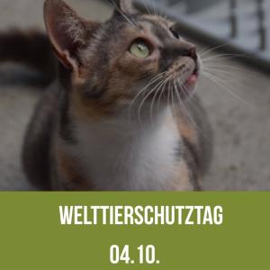 Das Leid der Steuerkatzen ist groß. Die Katzen pflanzen sich unkontrolliert fort, einige der Tiere finden bei uns im Tierheim Arche Noah Schutz und Fürsorge. Aber viele Katzen werden nicht gefunden. Sie leiden oft leise, haben nicht genug Futter, fallen dem Straßenverkehr zum Opfer oder erliegen Krankheiten.
Die Kastration von Katzen hilft dass weniger Kitten in eine Welt geboren werden, in der sie oft nicht überleben. Es hilft auch Krankheiten einzudämmen. 

Am 04.10. ist Welttierschutztag - ein Tag den wir nutzen möchten um für die Kastration zu plädieren!