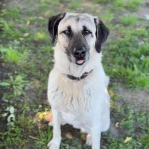 ☺️Endlich darf sich Zora vorstellen!??
Lange Zeit war sie beh&ouml;rdlich sichergestellt. Nun darf Zora endlich in ein neues, passendes Zuhause ziehen.

Zora ist eine Kangal-H&uuml;ndin und wird im Oktober 9 Jahre alt. Sie lebt bei uns komplett drau&szlig;en und f&uuml;hlt sich damit sehr wohl. Als typische Herdenschutzh&uuml;ndin ist sie aufmerksam, wachsam und territorial, ohne dabei unn&ouml;tig laut oder hektisch zu sein. Sie meldet zuverl&auml;ssig, wenn es erforderlich ist, bleibt ansonsten aber ruhig und entspannt. Menschen, die sie kennt, begegnet sie gelassen und freundlich. Auch fremde Personen d&uuml;rfen ihr Gehege/Grundst&uuml;ck betreten und werden von ihr offen angenommen.

Obwohl Zora aktuell &uuml;berwiegend drau&szlig;en lebt und das sehr genie&szlig;t, kennt sie das Leben im Haus bereits und ist stubenrein.

Im Umgang zeigt sich Zora grunds&auml;tzlich menschenbezogen und liebevoll. Sie sucht die N&auml;he ihrer Bezugspersonen, legt gerne ihren Kopf an einen heran und genie&szlig;t gemeinsame ruhige Momente. Gleichzeitig bringt sie aber auch die f&uuml;r ihre Rasse typische Eigenst&auml;ndigkeit mit und ist gerne selbstst&auml;ndig unterwegs.

Grenzen setzt Zora deutlich, insbesondere in Situationen, in denen sie sich bedr&auml;ngt oder festgehalten f&uuml;hlt. Tierarztbesuche oder pflegerische Ma&szlig;nahmen wie B&uuml;rsten empfindet sie aktuell als unangenehm. In solchen Situationen zeigt sie deutliches Abwehrverhalten, Z&auml;hnezeigen oder Abschnappen. Bei starkem Druck w&uuml;rde sie auch bei&szlig;en. Durch das Maulkorbtraining l&auml;sst sich dies jedoch sehr gut managen, weshalb sie das Tragen eines Maulkorbs bereits souver&auml;n kennt. Mit Geduld, klarer F&uuml;hrung und positiver Best&auml;rkung kann sie sicherlich weiterhin Vertrauen aufbauen und lernen, solche Situationen entspannter anzunehmen.☺️ 
⬇️Weiterlesen in den Kommentaren⬇️