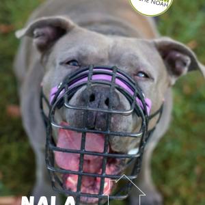 1204 Tage. So lange wartet Nala schon im Tierheim auf eine Familie. 
75,100. So viele Menschen haben unser Video f&uuml;r Nala im Februar gesehen. 
Dennoch gab es keine einzige Anfrage f&uuml;r sie, je &hellip; ?

Und ja, uns ist bewusst, dass Nala kein v&ouml;lliger Anf&auml;ngerhund ist, aber sie ist noch lange kein Hund, f&uuml;r den 2,5 Jahre im Tierheim gerechtfertigt sind. 

Sie braucht Grenzen, gute F&uuml;hrung und Training. Aber welcher Hund braucht das nicht?

Sie hat ein &uuml;bersteigertes Beutefangverhalten verursacht durch Genetik und falsche Erziehung. F&uuml;r dieses Schicksal ist sie nicht verantwortlich. Soll es wirklich &uuml;ber ihre gesamte Zukunft entscheiden? 

Aufgrund ihrer Unvertr&auml;glichkeit gegen&uuml;ber Kindern und Artgenossen, insbesondere kleinen, sollten diese nicht bereits in ihrem zuk&uuml;nftigen Zuhause leben. Das sollte aber ja eigentlich m&ouml;glich sein, oder nicht? 

Wer Nala kennt wei&szlig;, dass sie abseits dieser Baustellen eine zuckers&uuml;&szlig;e Maus ist. F&uuml;r sie wird sich IMMER Zeit genommen, um zu kuscheln, zu spielen und, naja, nochmal zu kuscheln. Sie hat so viel Liebe zu geben, ist agil und bewegungsfreudig und hat inzwischen auch viele ihrer gesundheitlichen Beschwerden &uuml;berwunden ❤️&zwj;? 

Nala ist nun also mehr als bereits, endlich auszuziehen und ihrer zuk&uuml;nftigen Familie zu zeigen, wie viel Liebe und Lebensfreude in ihr steckt. Also haut in die Tasten und teilt sie nochmal mehr, damit ihr Video vielleicht ja ihre zuk&uuml;nftige Familie erreicht ? 

Mehr Informationen zu Nala findet ihr auf unserer Homepage ?

(Die Videoidee stammt vom @tierschutzvereinmuenchen ✌️)