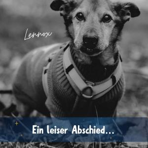 Lennox, zum Sterben im Tierheim.

Als wir dich vor ein paar Wochen aufgenommen haben, gab es eigentlich keinen Platz f&uuml;r dich. Die Geschichte, die deine Menschen hier erz&auml;hlt haben, und dein allgemeiner Zustand waren so schwer zu ertragen, dass wir jongliert haben, um dich aufzunehmen.
Wer dich gesehen hat, dem war klar, dass du schon viel zu lange vernachl&auml;ssigt wurdest.

Deine Krallen waren zu lang, dein Fell ausgefallen und du warst seltsam unf&ouml;rmig. Du bekamst schwer Luft, und deine Z&auml;hne waren so gammelig und locker, dass sie dir teilweise von alleine ausgefallen sind. Wie sich das f&uuml;r dich angef&uuml;hlt haben muss, k&ouml;nnen wir nur erahnen.

In den ersten Tagen bei uns warst du etwas skeptisch.
Verst&auml;ndlich &ndash; du warst schon dement, und der Ortswechsel fiel dir schwer.

Dein Lichtblick war Till, unser Azubi. Ihn hast du von Anfang an in dein Herz geschlossen und eigentlich den ganzen Tag darauf gewartet, dass Till zu dir kommt.❤️

Die Diagnostik zeigte starke Ver&auml;nderungen in der Lunge. Tumore, die sich durch deinen kleinen K&ouml;rper gefressen haben. Wir haben noch versucht, dir palliativ zu helfen, aber es war zu sp&auml;t. Dein K&ouml;rper hat innerhalb weniger Tage noch einmal stark abgebaut, und so mussten wir wieder einmal diese schwere Entscheidung f&uuml;r dich treffen. Es war nicht leicht, denn im Kopf warst du hier endlich angekommen. In deinen letzten Wochen auf der Welt wurdest du immer fr&ouml;hlicher, hast dich dem Alltag hier angepasst und warst immer gl&uuml;cklich, wenn wir Zeit mit dir verbringen konnten.

Aber dein K&ouml;rper konnte nicht mehr. Deine Atmung verschlechterte sich von Tag zu Tag, und so lie&szlig;en wir dich gehen &ndash; am Jahrestag von Shylys Tod.

Weiterlesen⬇️